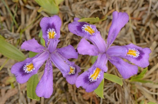 Canada-Ontario-Tobermory Dwarf lake iris flower close-up